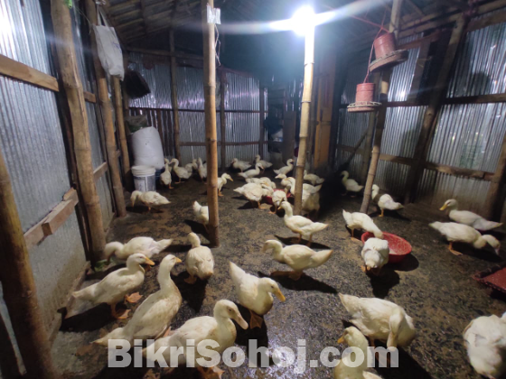 পিকিং স্টার থার্টিন হাঁস